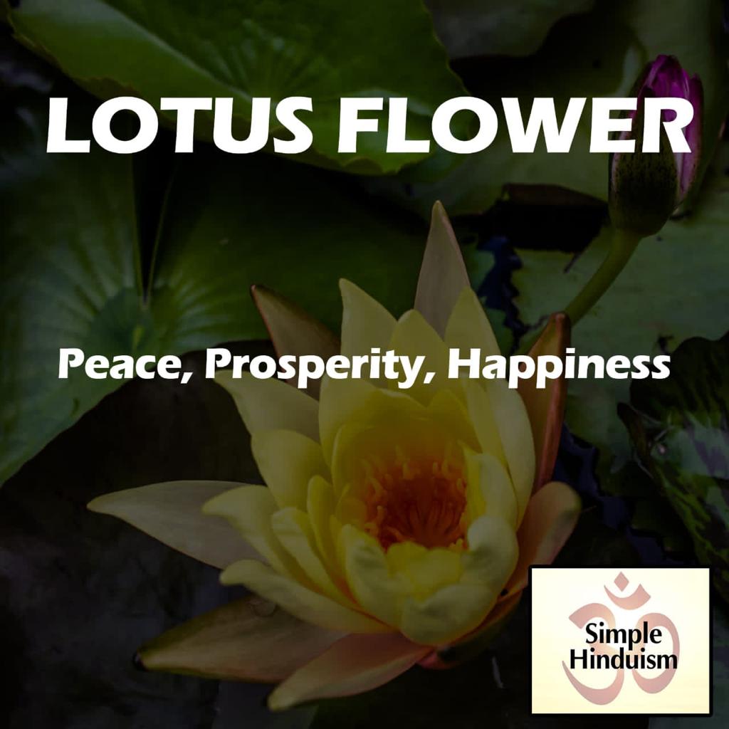 Lotus Flower meaning in hindu